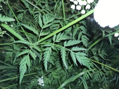 Anthriscus sylvestris