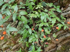 Rubus sumatranus