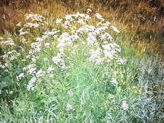 Anthriscus sylvestris