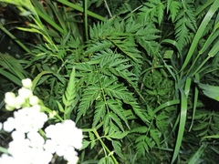Anthriscus sylvestris