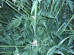 Anthriscus sylvestris