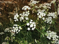 Anthriscus sylvestris