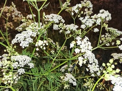 Anthriscus sylvestris