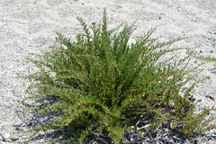 Limbarda crithmoides longifolia