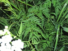 Anthriscus sylvestris