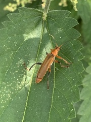 Cantharis livida