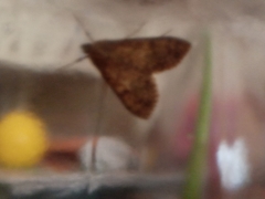 Lepidoptera