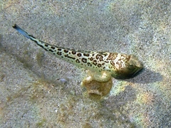 Starry Weever photo 3