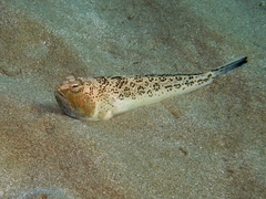 Starry Weever photo 4
