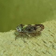 Oncopsis flavicollis