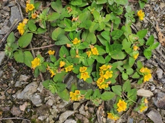 Lysimachia congestiflora