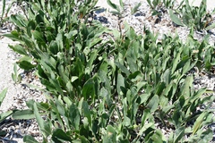 Limonium brevipetiolatum