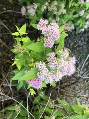 Angiospermae