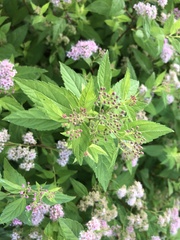 Angiospermae