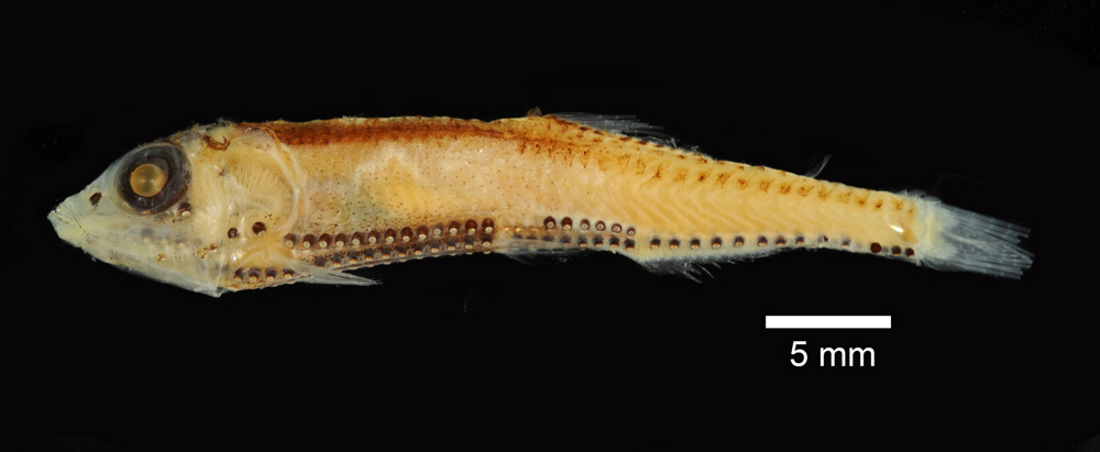 Slender Lightfish