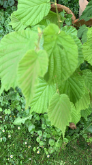 Corylus avellana