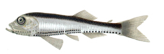 Slender Lightfish photo 2
