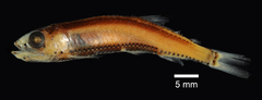 Power's Deep-Water Bristle-Mouth Fish photo 1