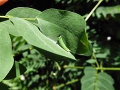 Polyura hebe plautus