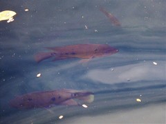 Amphilophus trimaculatus