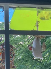 Haemorhous mexicanus