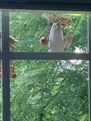 Haemorhous mexicanus