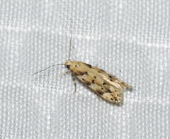 Coleotechnites coniferella
