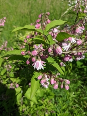 Deutzia scabra