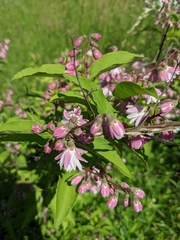 Deutzia scabra