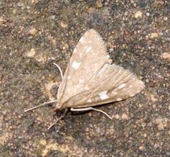 Udea olivalis