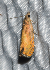 Dichrorampha bittana