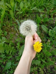 Taraxacum officinale