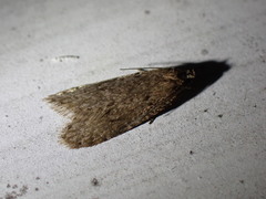 Semioscopis inornata