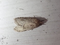 Semioscopis inornata