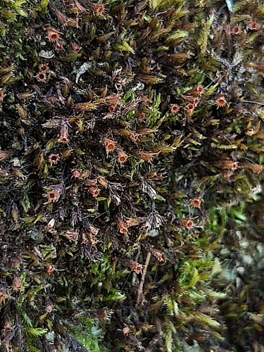 Image of Sessile Grimmia (Schistidium apocarpum) by no rights reserved