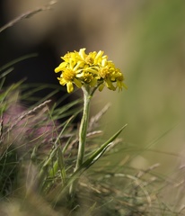 Tephroseris integrifolia maritima