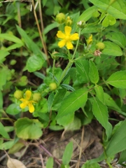 Potentilla kleiniana