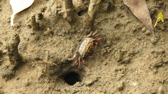 Paraleptuca splendida