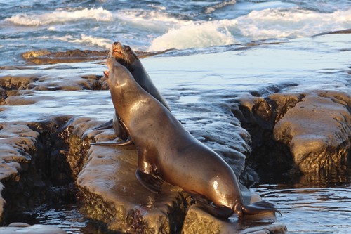California Sea Lion, photo 6 of 8