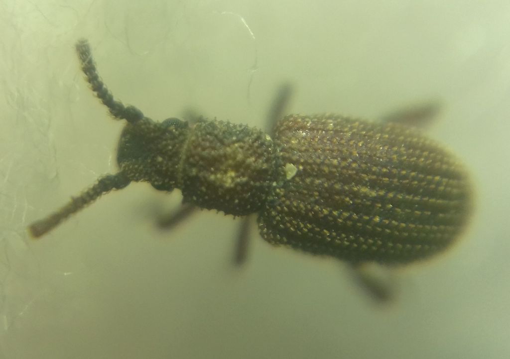 Rhopalocerini