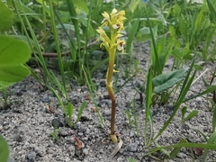 Corallorhiza trifida