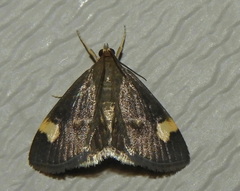 Evergestis unimacula