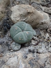 Lophophora williamsii