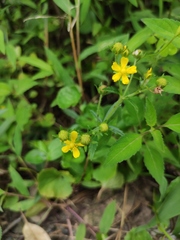 Potentilla kleiniana