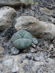 Lophophora williamsii