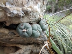 Lophophora williamsii