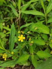 Potentilla kleiniana
