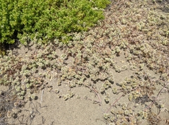 Chorizanthe cuspidata