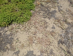 Chorizanthe cuspidata