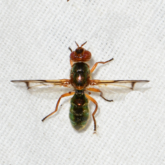 Senopterina caerulescens